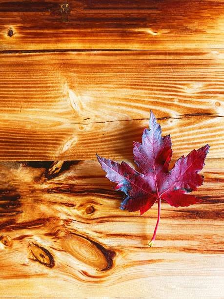 foglia d'acero su tavolo in legno duro - maple leaf close up symbol autumn foto e immagini stock