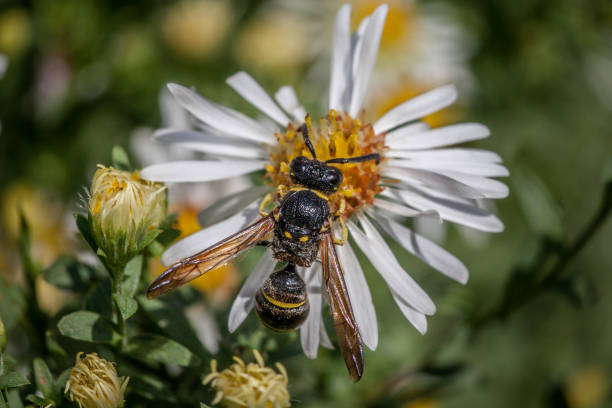 istock Potter wasp, mason wasp, (Ancistrocerus antelope), potter or Mason Wasps. 1279725301