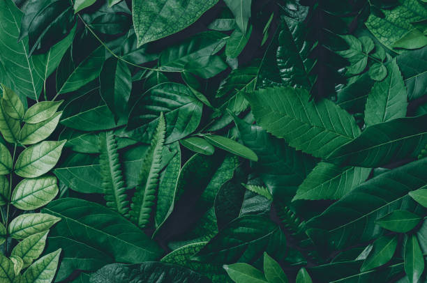 istock abstract green leaf texture, nature background, tropical leaf 1279726894