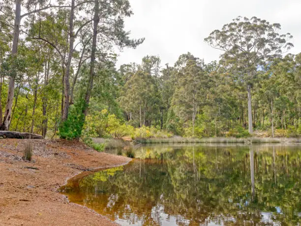 Photo of The Dam at Donnelly River