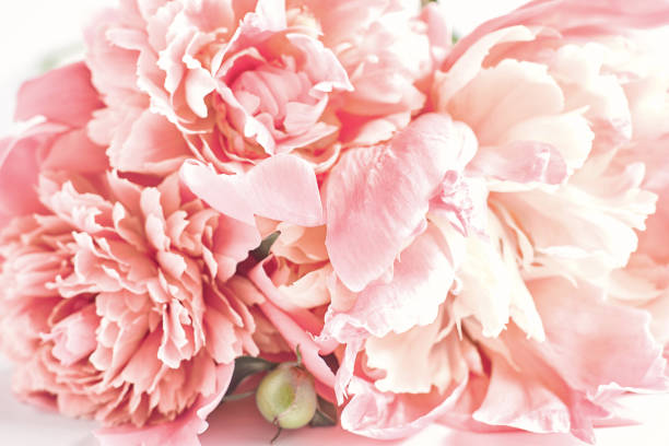 istock abstract floral background. pink peony flowers close-up. soft focus 1279731484