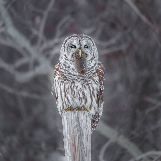 A striped owl chases a field vole.