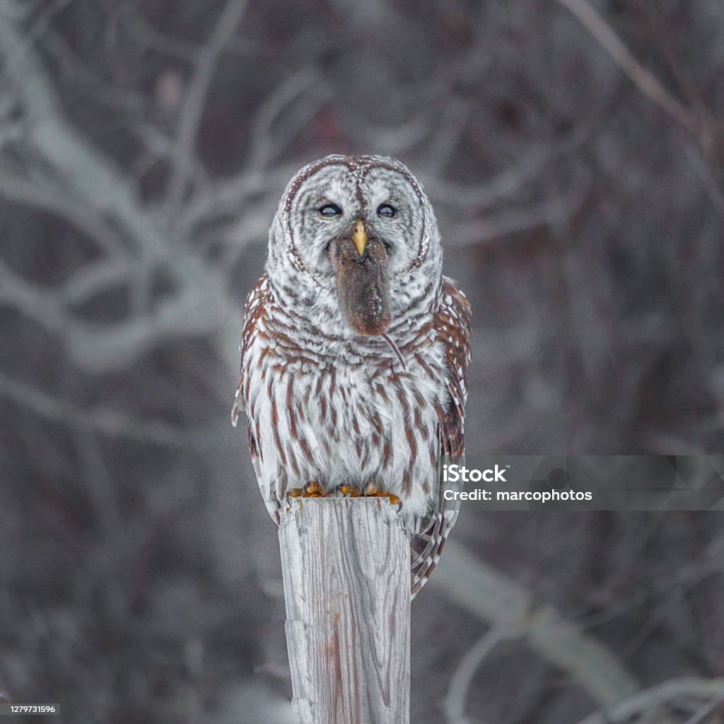 Striped owl, (Strix varia), bard owl and vole. A striped owl chases a field vole. Winter Stock Photo