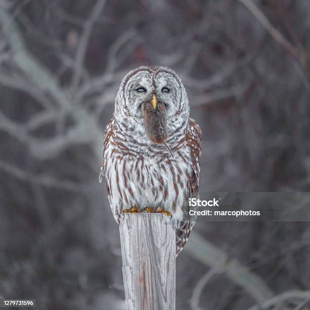 Striped Owl Bard Owl And Vole Stock Photo - Download Image Now - Winter, Bird, Owl