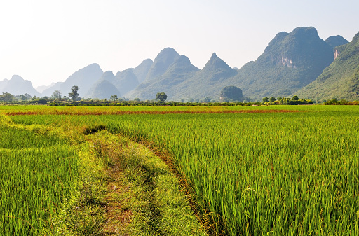 Rice Paddy, Yangshuo, Guangxi, China