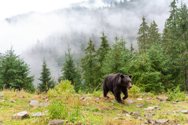 istock Brown bear (lat. ursus arctos) stainding in the forest 1279734243