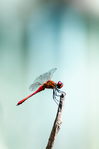 Beautiful dragonfly (Sympetrum sanguineum) sitting on a pointed branch