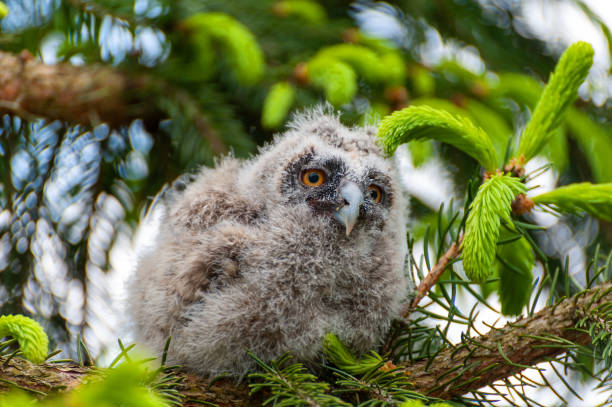 istock A small long-eared owl sits on a tree branch in the forest. 1279734250