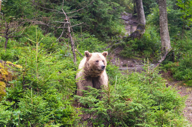 istock Brown bear (lat. ursus arctos) stainding in the forest 1279734251