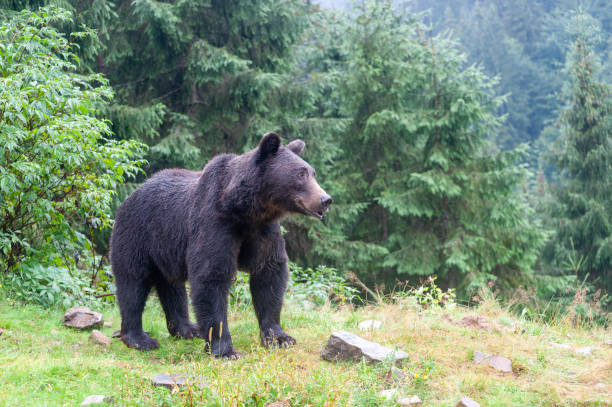 istock Brown bear (lat. ursus arctos) stainding in the forest 1279734253