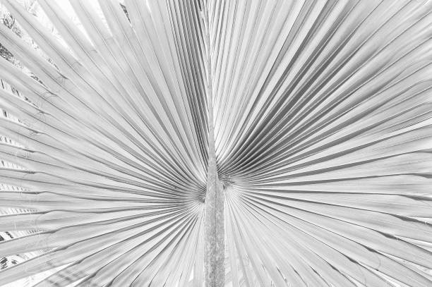 istock abstract nature background, large tropical palm leaf 1279734360
