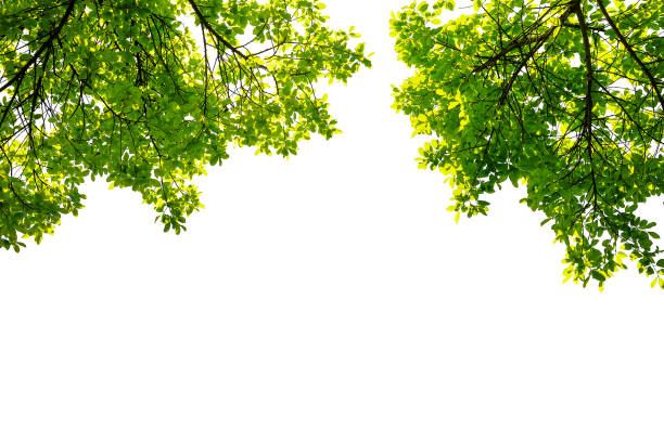 istock green leaves and twigs isolated on white background 1279734367