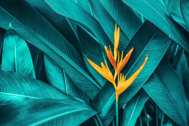 istock exotic flower on tropical foliage, nature background 1279734370