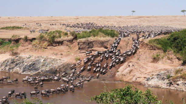 ultra weitwinkelaufnahme der gnusherde, die den mara-fluss überquert - masai mara stock-fotos und bilder