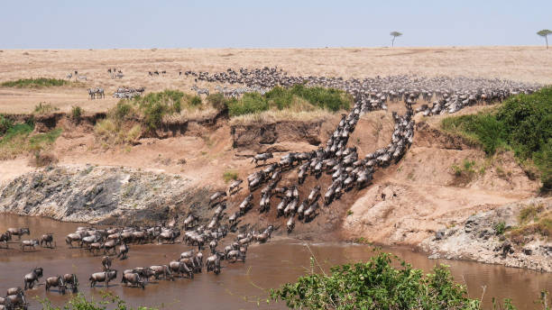 ultra grande angular tiro de rebanho gnus cruzando o rio mara - wildebeest - fotografias e filmes do acervo