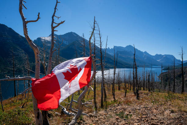 Dead trees destroyed by forest fire,Waterton Lakes National Park , Canada