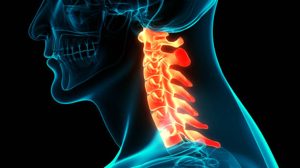 istock Spinal Cord Vertebral Column Cervical Vertebrae of Human Skeleton System Anatomy 1279737997