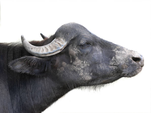 istock Carpathian buffalo isolated on a white 1279738080