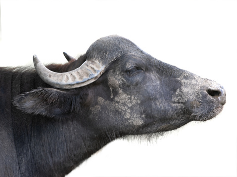 Carpathian buffalo isolated on a white background