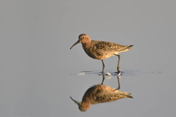 istock Curlew Sandpiper (Calidris ferruginea) on a gray 1279738185