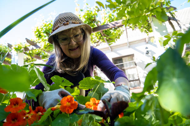 istock Senior woman pruning her garden plants 1279739703