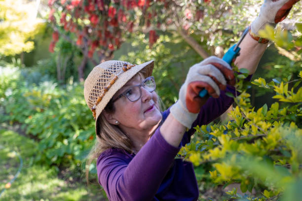 istock Senior woman pruning her garden plants 1279739817