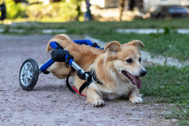 istock Happy dog with disability while walking in park. 1279743357