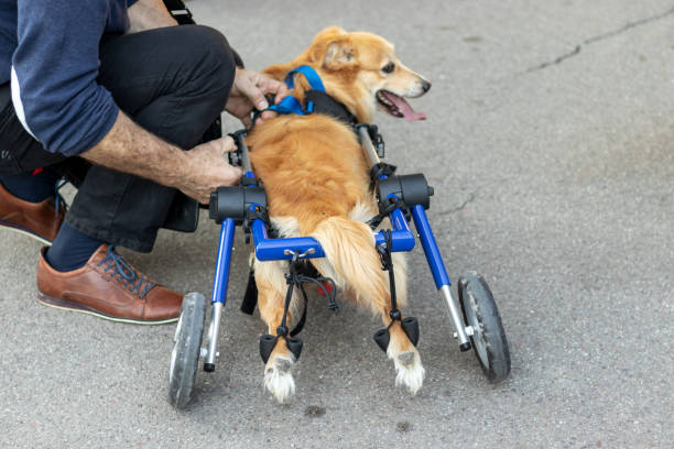 właściciel postawił na wózku inwalidzkim swojego psa z niepełnosprawnością. - wheelchair physical impairment disabled spinal zdjęcia i obrazy z banku zdjęć