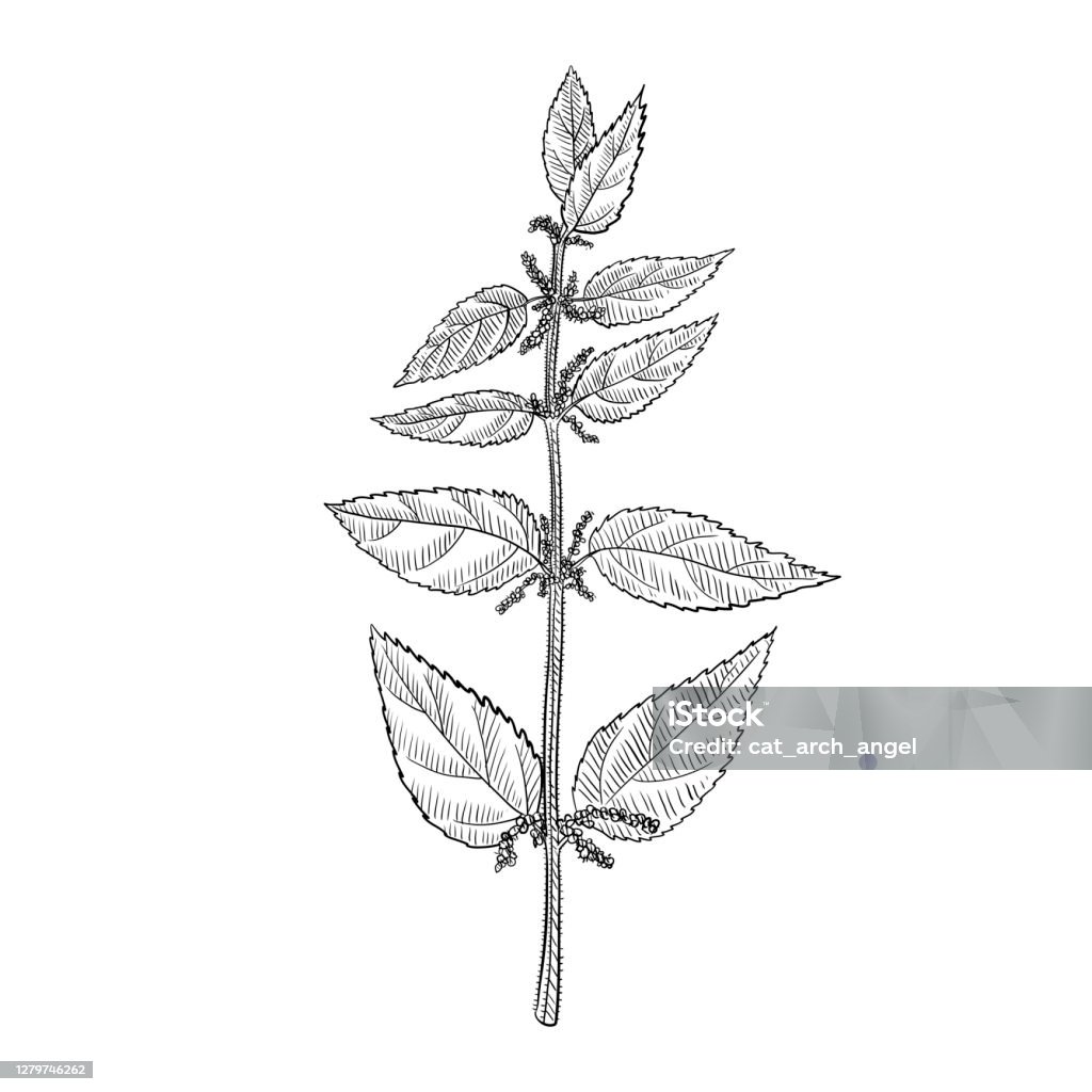 Nettle Draw Vector Drawing Nettle Stock Illustration - Download Image Now - Nettle ...
