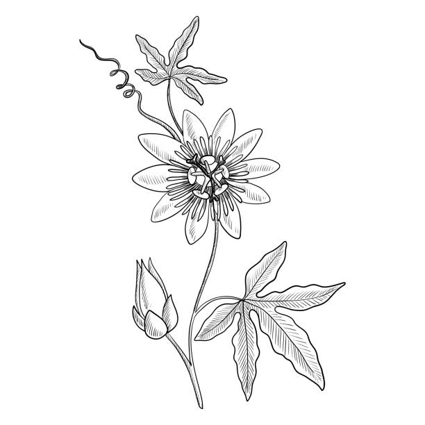 vector drawing passiflora vector drawing passiflora, passion flower, passion vines, hand drawn illustration passion flower stock illustrations