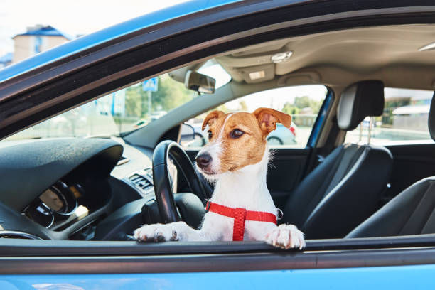 istock Dog looking out of car window. 1279746935