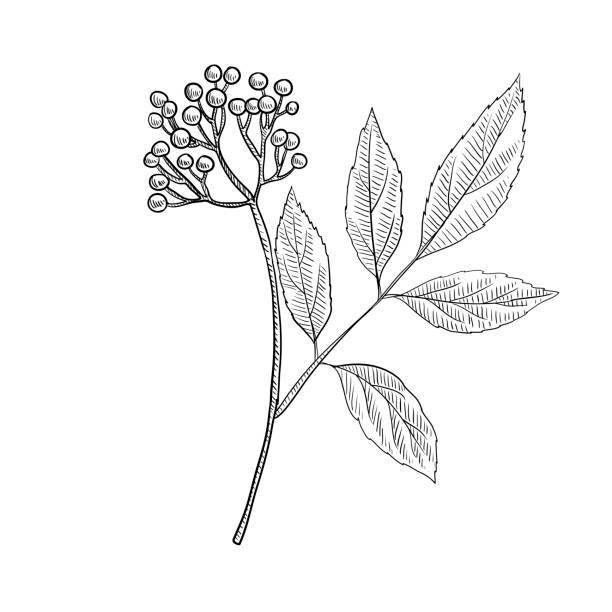 vector drawing elderberry vector drawing elderberry, Sambucus nigra, hand drawn illustration of medicinal plant sambucus nigra stock illustrations
