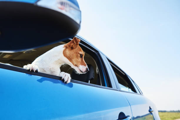 istock Dog looking out of car window. 1279746951