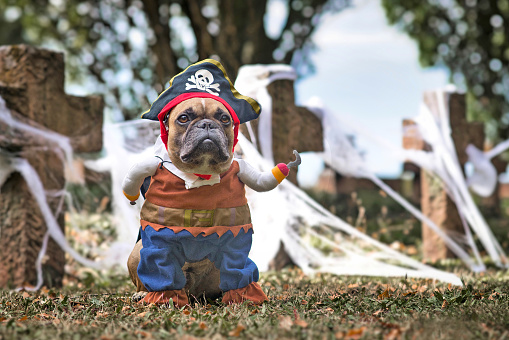 Perro Bulldog francés que lleva traje pirata de Halloween con sombrero y brazo de gancho frente al cementerio cubierto de telarañas photo