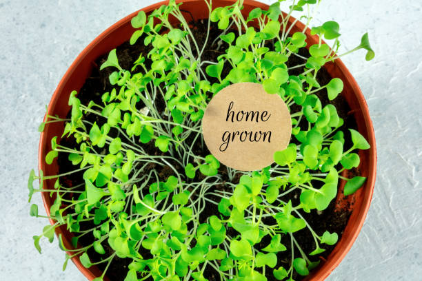 istock Home grown micro greens concept, a planter with sprouts, overhead shot 1279750726