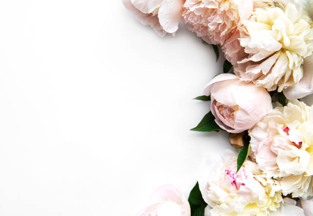 istock Peony flowers on a white background 1279750893