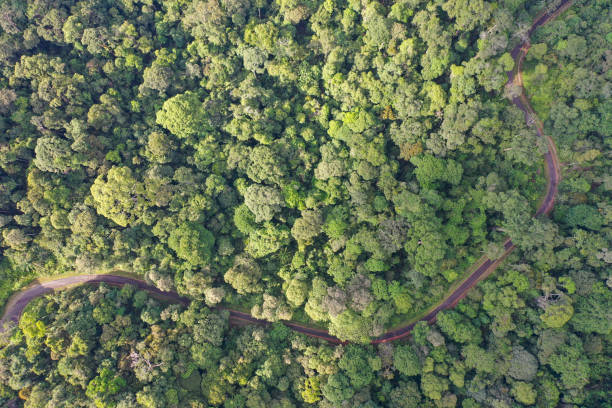 istock Amazing Borneo Tropical Rainforest from above. 1279754177
