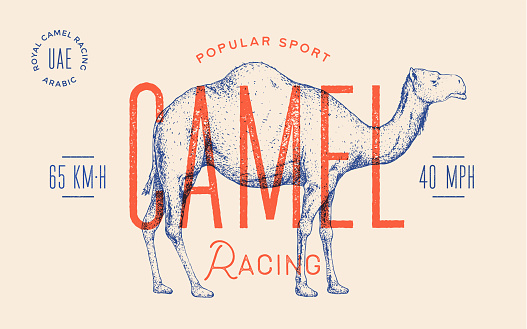 Camel. Template Label. Vintage retro print, tag, label with camel drawing, engraved old school style. Poster with text racing sport, typography, camel silhouette. Vector Illustration