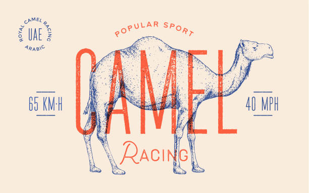 Camel. Template Label. Vintage retro print Camel. Template Label. Vintage retro print, tag, label with camel drawing, engraved old school style. Poster with text racing sport, typography, camel silhouette. Vector Illustration camel stock illustrations