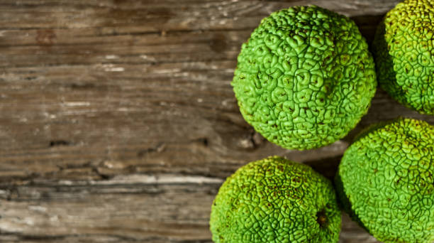 Green fruits of maclura pomifera, sedge orange or horse apple. Adam's apple on a wooden old table. The use of maklura in alternative medicine. Copy space flat lay Green fruits of maclura pomifera, sedge orange or horse apple. Adam's apple on a wooden old table. The use of maklura in alternative medicine. Copy space flat lay maclura pomifera stock pictures, royalty-free photos & images