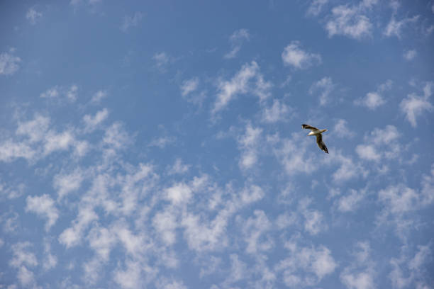 istock Blue sky with small white clouds with a seagull flying with its wings spread over the Maas (Meuse) river 1279754980