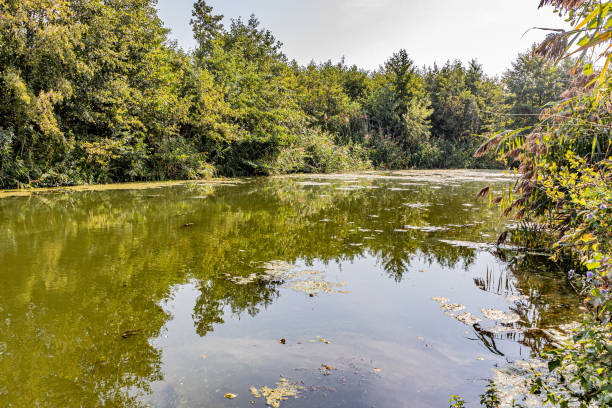 istock Marshland beside Maas river with algae and sediment on the water surrounded by wild plants, blooming marsh grass and lush trees 1279755011