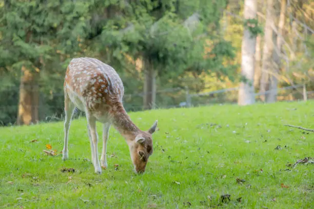 Photo of Female fallow deer calmly grazing in the grass in a field with blurred trees in the background, brown fur with white spots