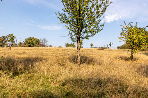 Scattered trees with green leaves, brown wild grass in a meadow, sunny summer day in a nature reserve with a blue sky in South Limburg, the Netherlands