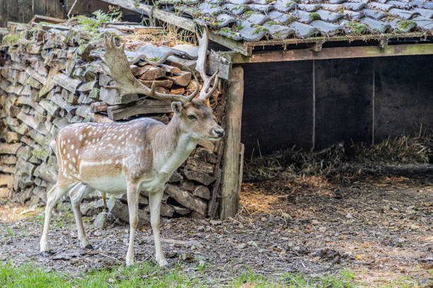 istock Fallow deer on a farm with its brown fur with white spots with its antlers, standing in front of a barn with wood in the background 1279755118