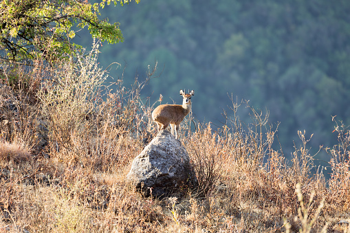 Cute small Klipspringer antelope, Oreotragus oreotragus, stands on rock on the edge in Simien Mountains National Park, Ethiopia. Africa Wildlife
