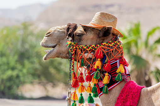Wadi Rum, Jordan: Camels crossing a road in Wadi Rum.