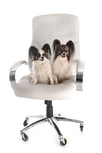 istock little dogs on chair 1279756253