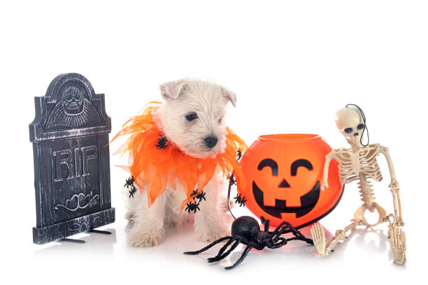istock puppy West Highland White Terrier 1279756344