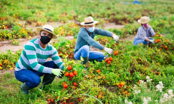 Group of farmworkers in protective face masks checking diseased tomatoes damaged by pests on field. Concept of respiratory infection prevention